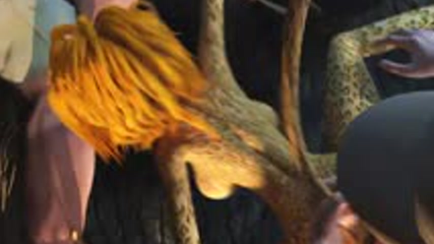 sextop1 — Futa and a furry Cheetah having sex in a hardcore cartoon — khung hình 2
